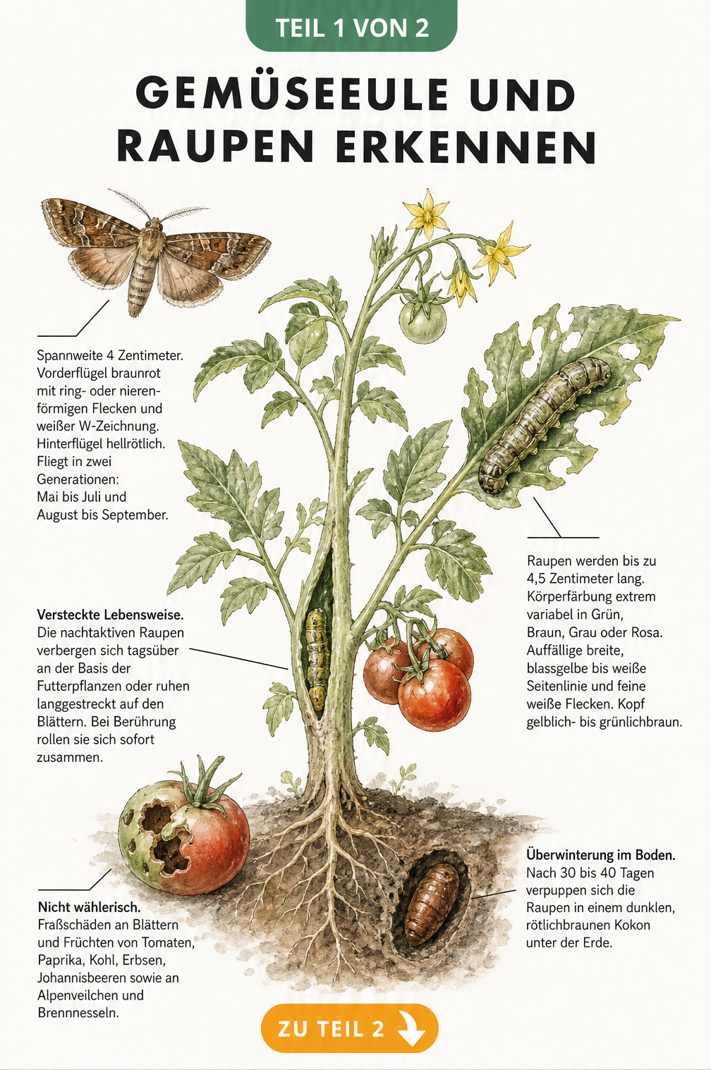 Botanische Illustration einer Tomatenpflanze mit den Lebensstadien der Gemüseeule, Raupen und Fraßspuren