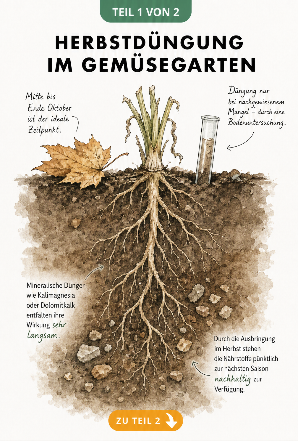 Illustration eines Erdschnitts im Gemüsegarten mit Herbstblatt, Wurzeln und Gesteinsbrocken zur Herbstdüngung