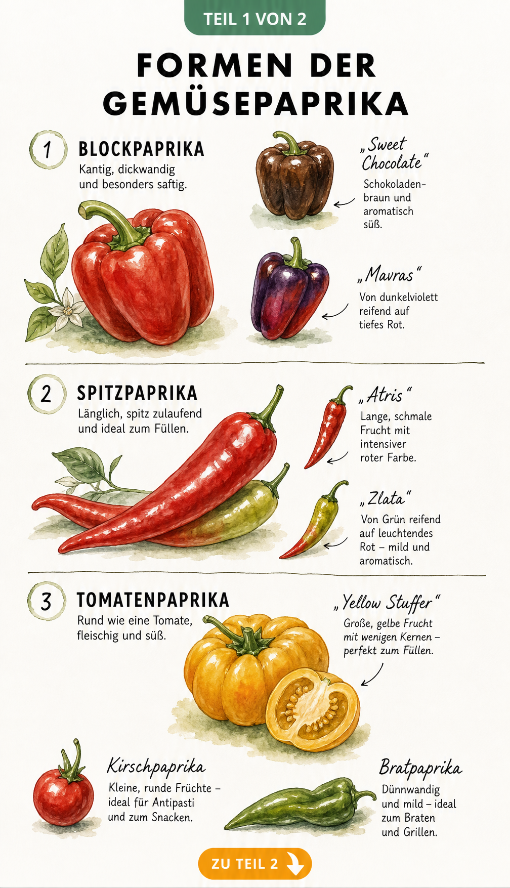 Illustration der drei Hauptformen der Gemüsepaprika: Blockpaprika, Spitzpaprika und Tomatenpaprika mit Sortenbeispielen