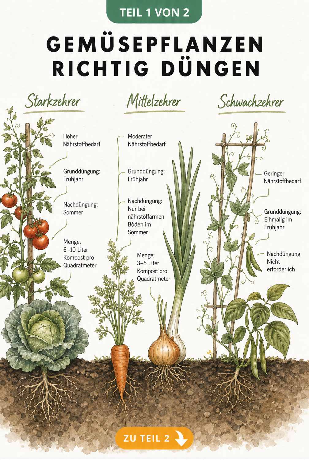 Illustration eines Gartenbeets mit Tomaten, Möhren und Erbsen, die den Nährstoffbedarf von Starkzehrern, Mittelzehrern und Schwachzehrern zeigt.
