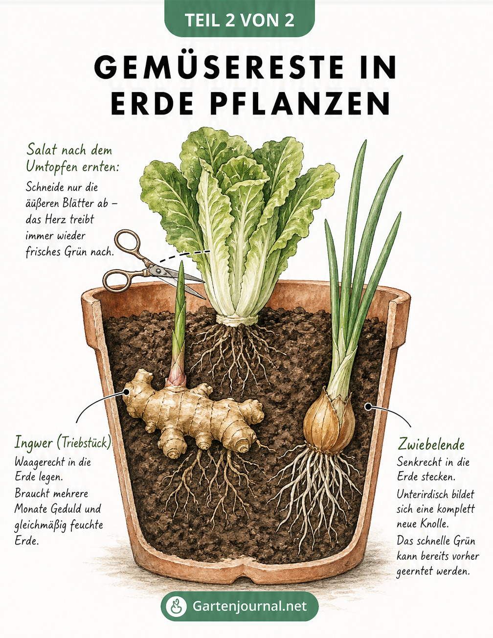 Querschnitt eines Blumentopfs mit Erde, in dem Ingwer und ein Zwiebelende neue Triebe bilden, während ein Romana-Salat geerntet wird.