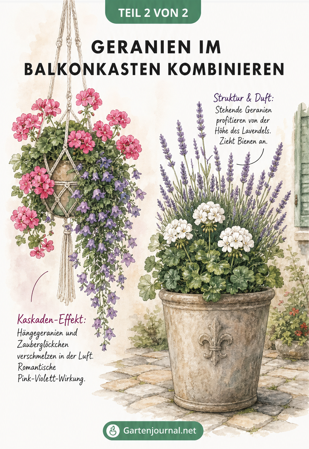 Illustration von Hängegeranien mit Zauberglöckchen in einer Makramee-Ampel und stehenden Geranien mit Lavendel im Pflanzkübel