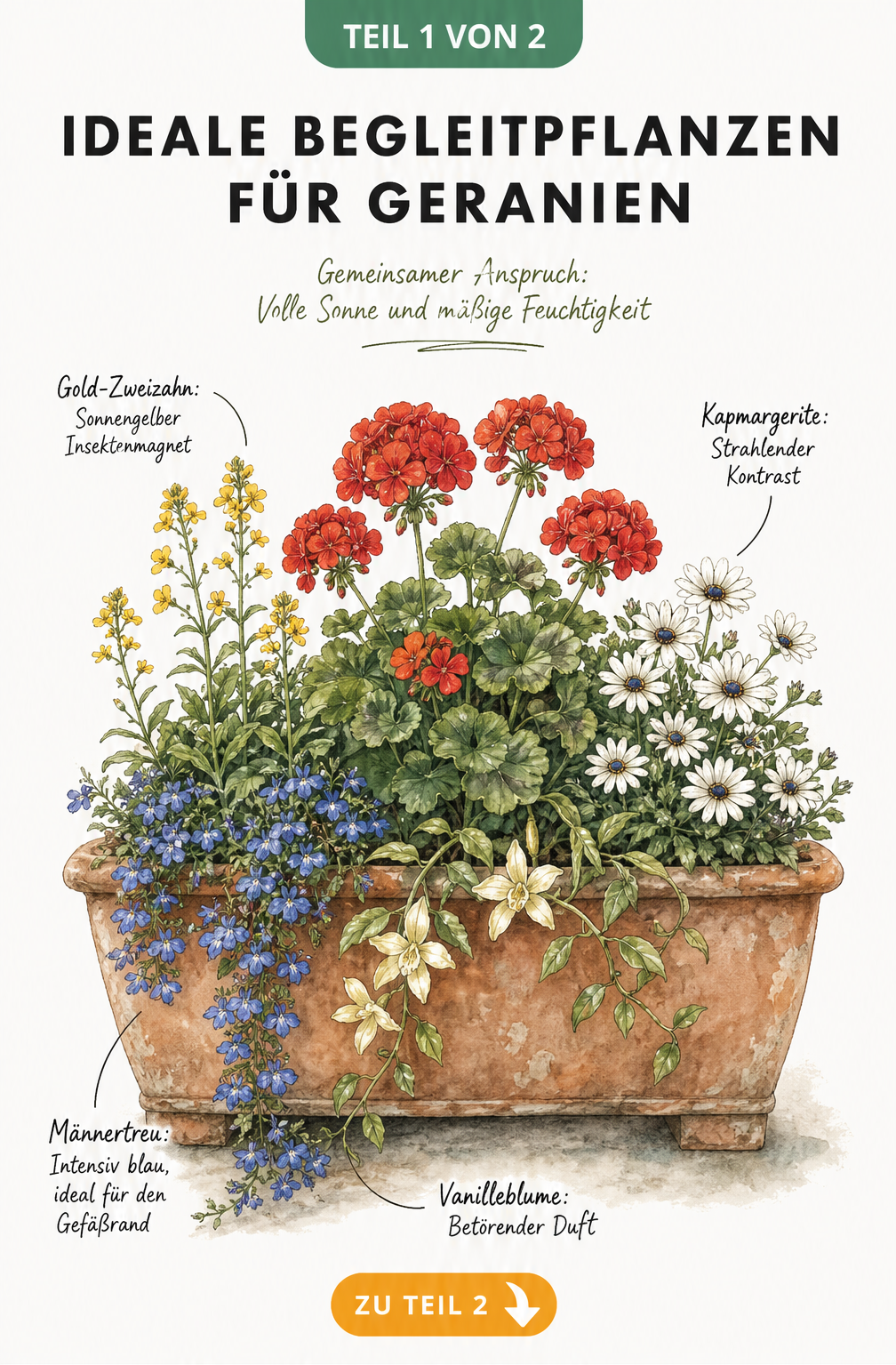 Botanische Illustration eines Terrakotta-Pflanztrogs mit einer roten Geranie, Männertreu, Gold-Zweizahn, Kapmargerite und Vanilleblume