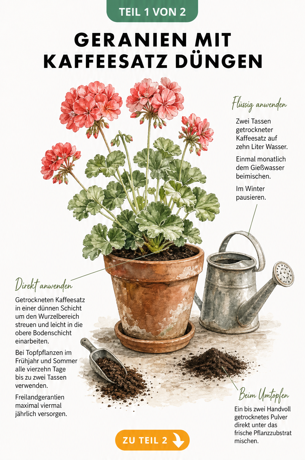 Botanische Illustration einer Geranie im Terrakottatopf mit Anleitungen zur Düngung mit Kaffeesatz