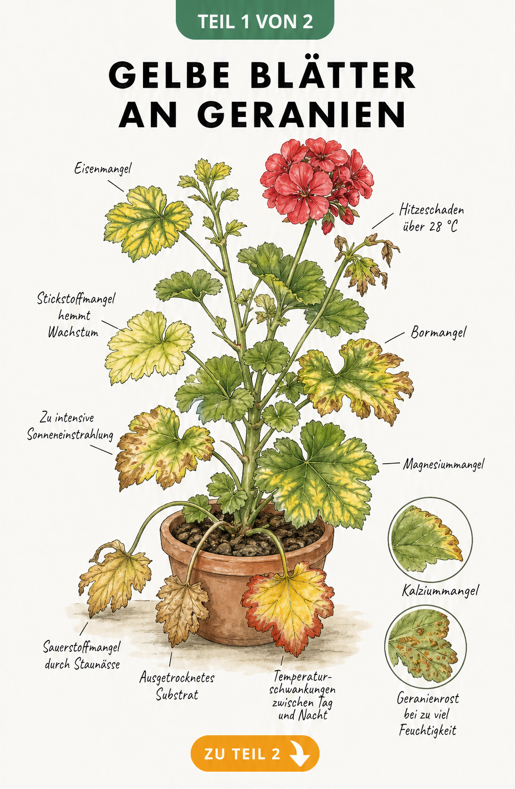 Botanische Illustration einer Geranie, die verschiedene Ursachen für gelbe Blätter wie Nährstoffmangel, Hitzeschäden und Staunässe zeigt.
