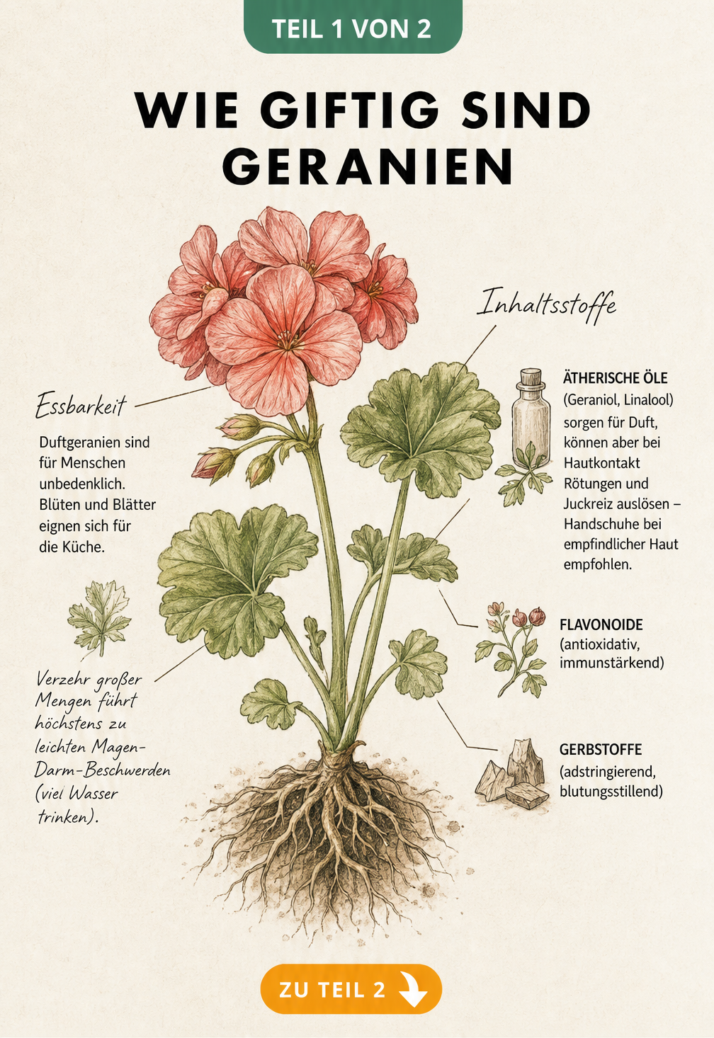 Botanische Illustration einer Geranie mit Hinweisen zu Inhaltsstoffen und Essbarkeit für Menschen