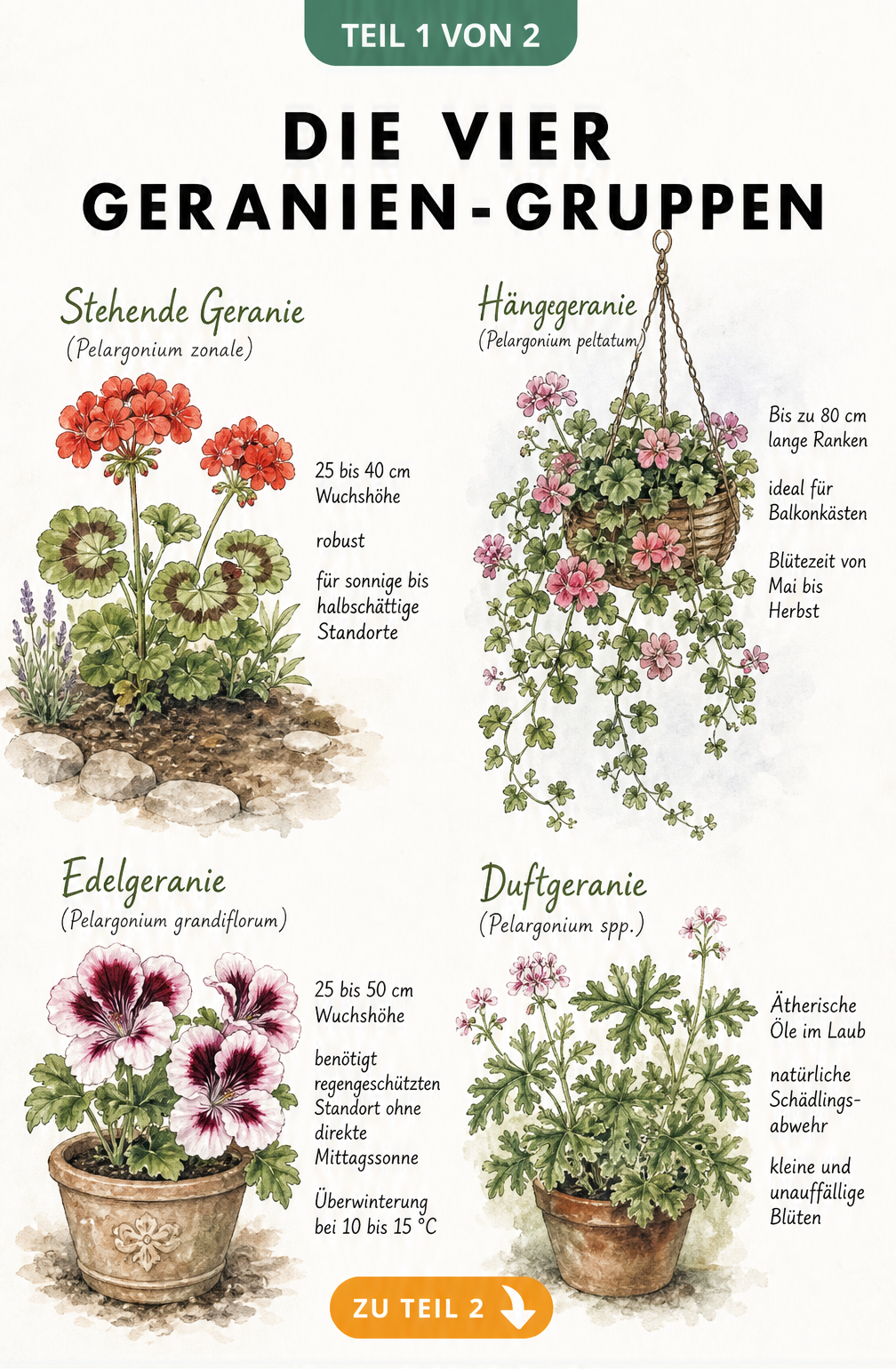 Botanische Illustration der vier Hauptgruppen von Geranien: Stehende Geranie, Hängegeranie, Edelgeranie und Duftgeranie mit Wuchshöhen und Standortansprüchen