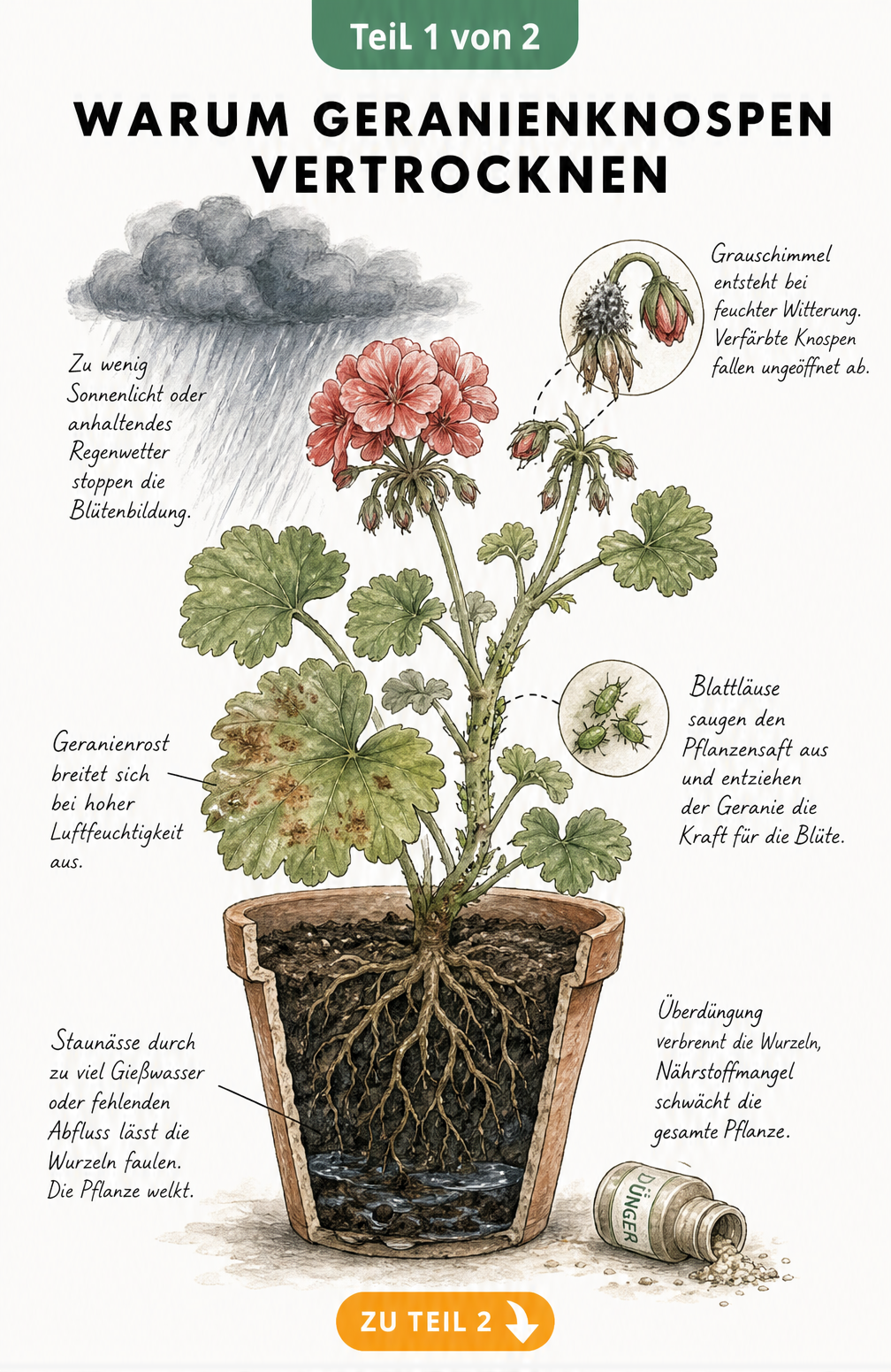 Botanische Illustration einer Geranie im Terrakottatopfe mit Schnittzeichnung der Wurzeln, die Ursachen für vertrocknete Knospen wie Lichtmangel, Grauschimmel,...