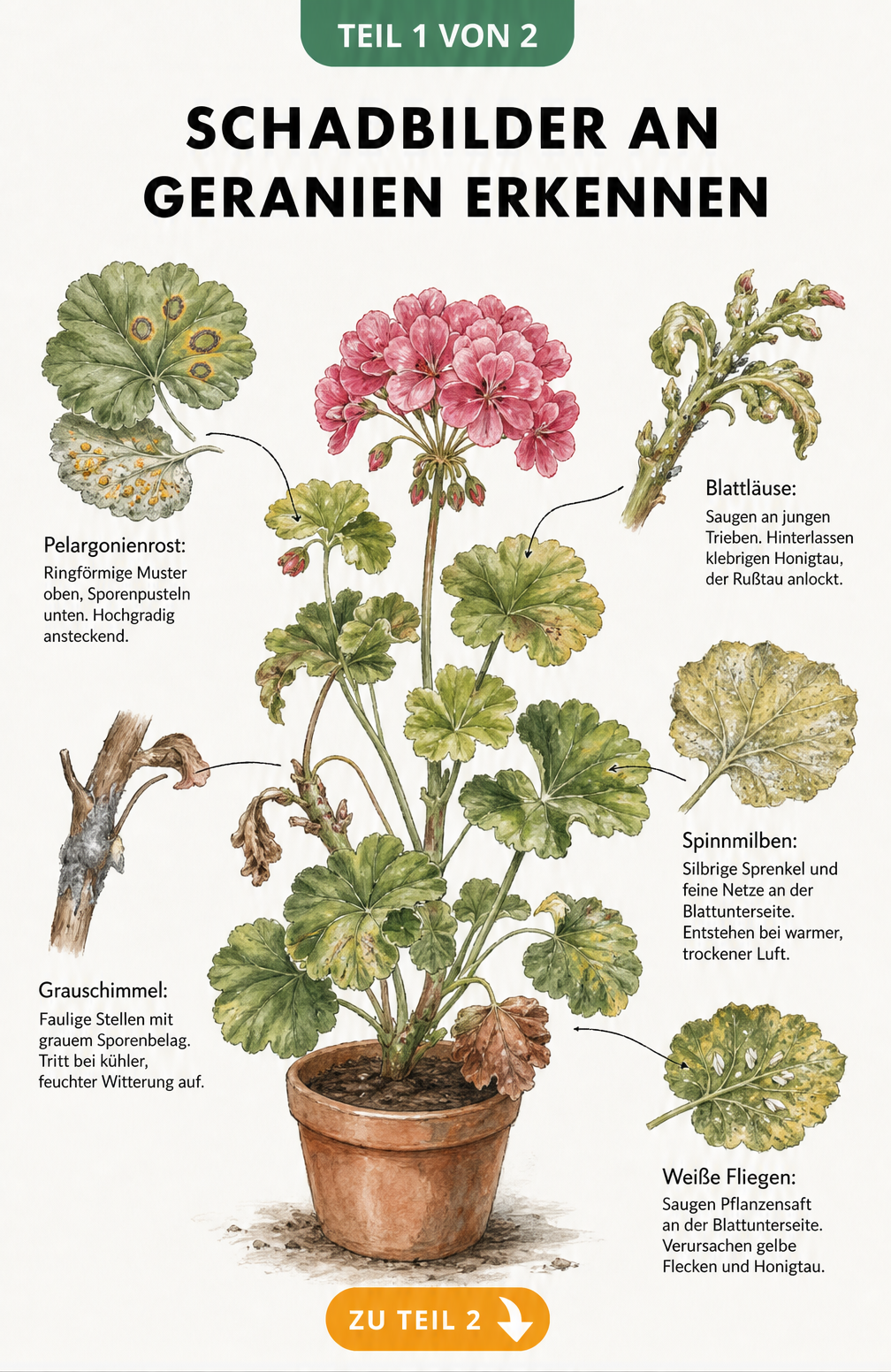 Botanische Illustration einer Geranie mit typischen Schadbildern wie Pelargonienrost, Grauschimmel, Blattläusen, Spinnmilben und Weißen Fliegen.