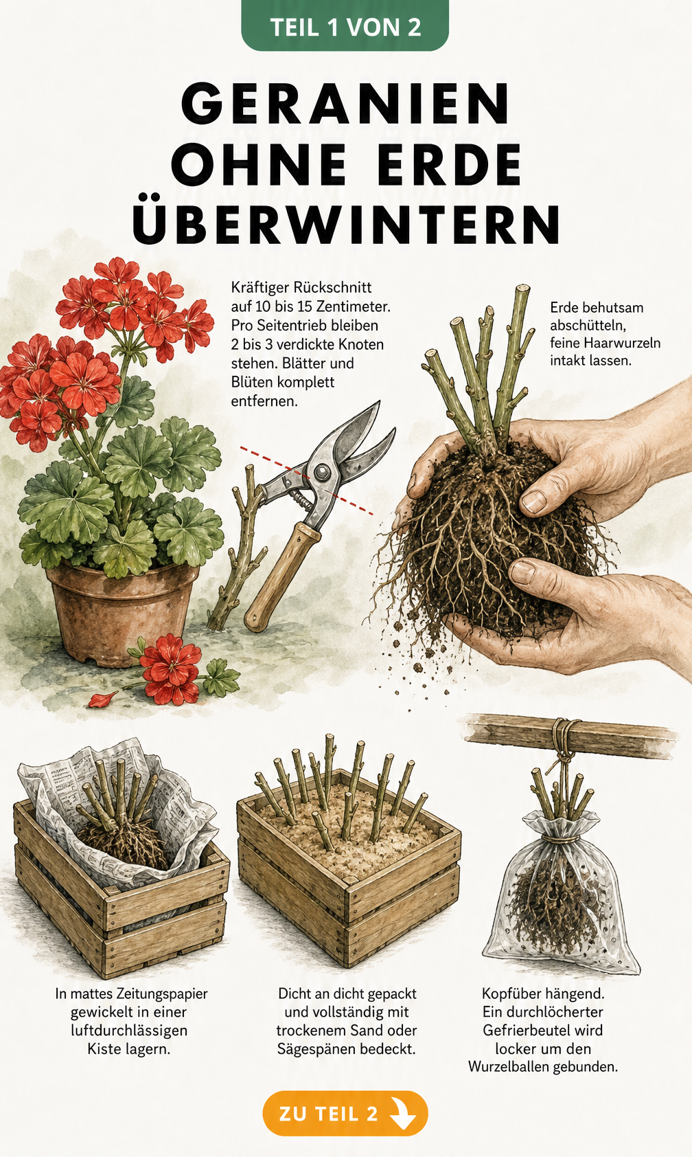 Illustration zur Vorbereitung von Geranien für die Überwinterung ohne Erde, zeigt Rückschnitt, Wurzelballen und drei Lagermethoden in Kiste, Sand und hängend.