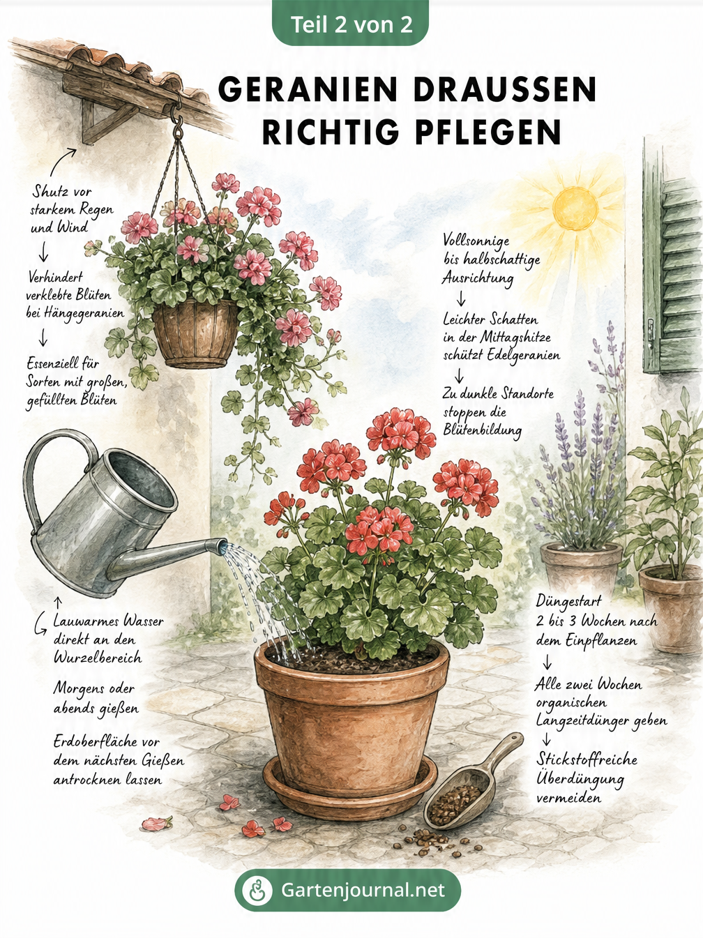 Aquarellierte Szene mit stehender und hängender Geranie, die Tipps zu Standort, Gießen und Düngen zeigt