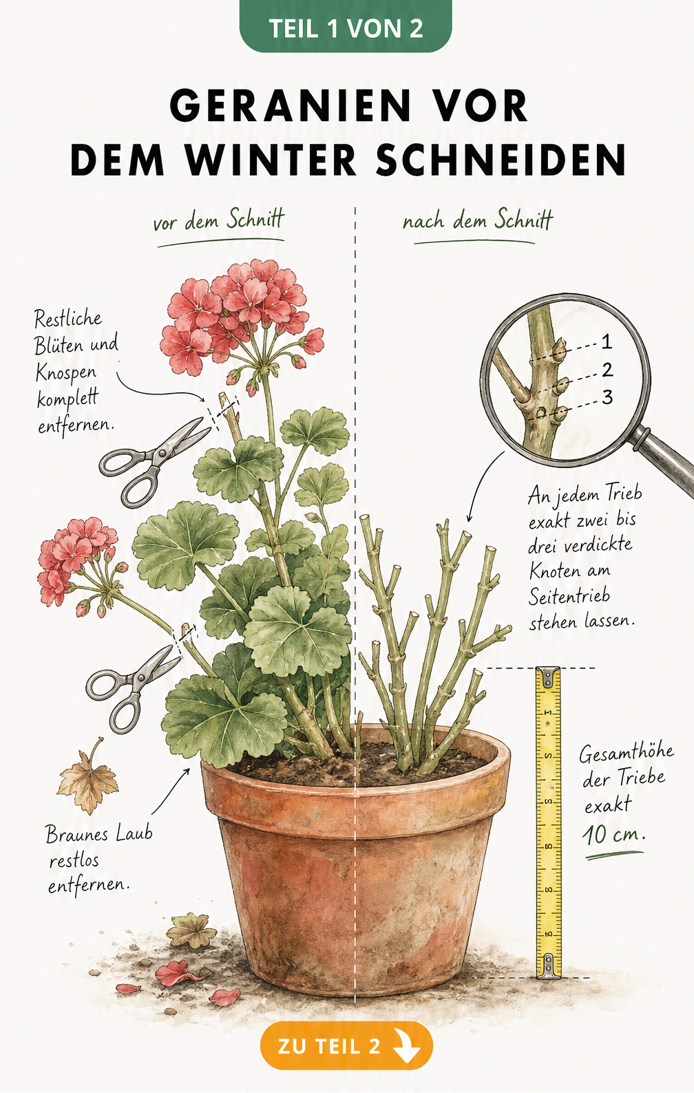 Illustration einer Geranie vor und nach dem Rückschnitt für den Winter mit Markierungen an Trieben und Blüten