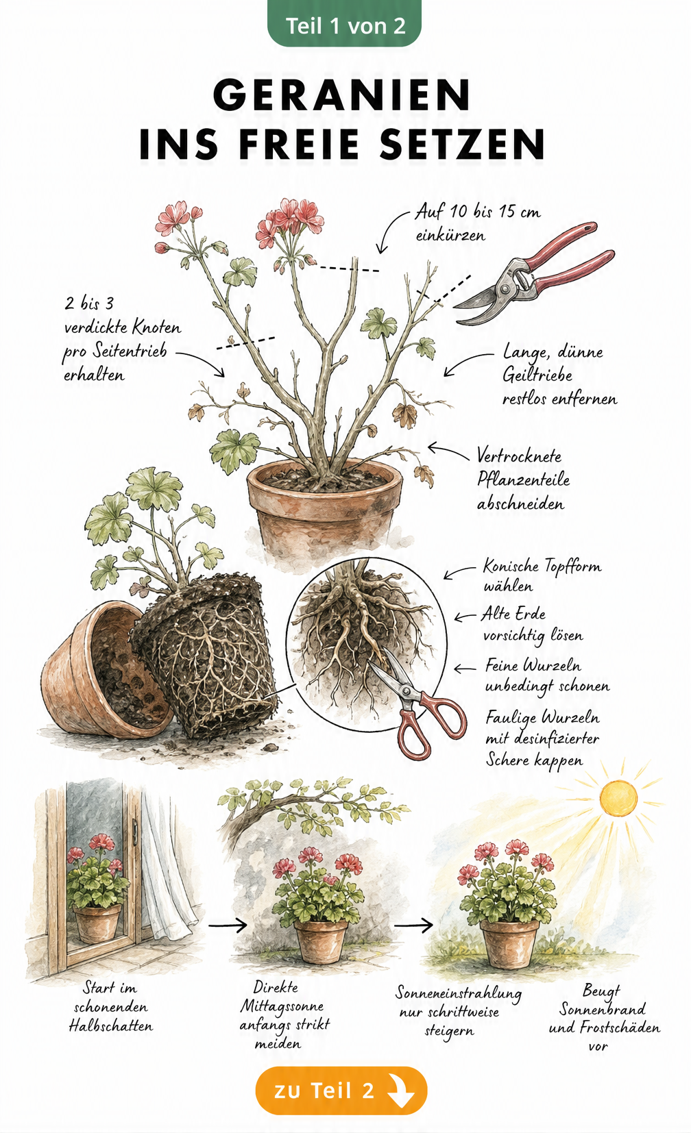 Botanische Illustration einer Geranie mit Schnittanleitung und Hinweisen zur Gewöhnung an die Sonne