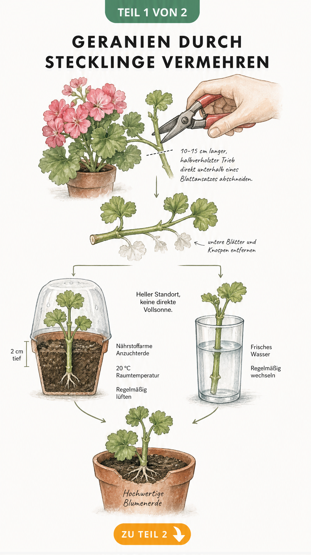 Illustration: Geranien-Steckling schneiden und in Anzuchterde oder Wasserglas bewurzeln