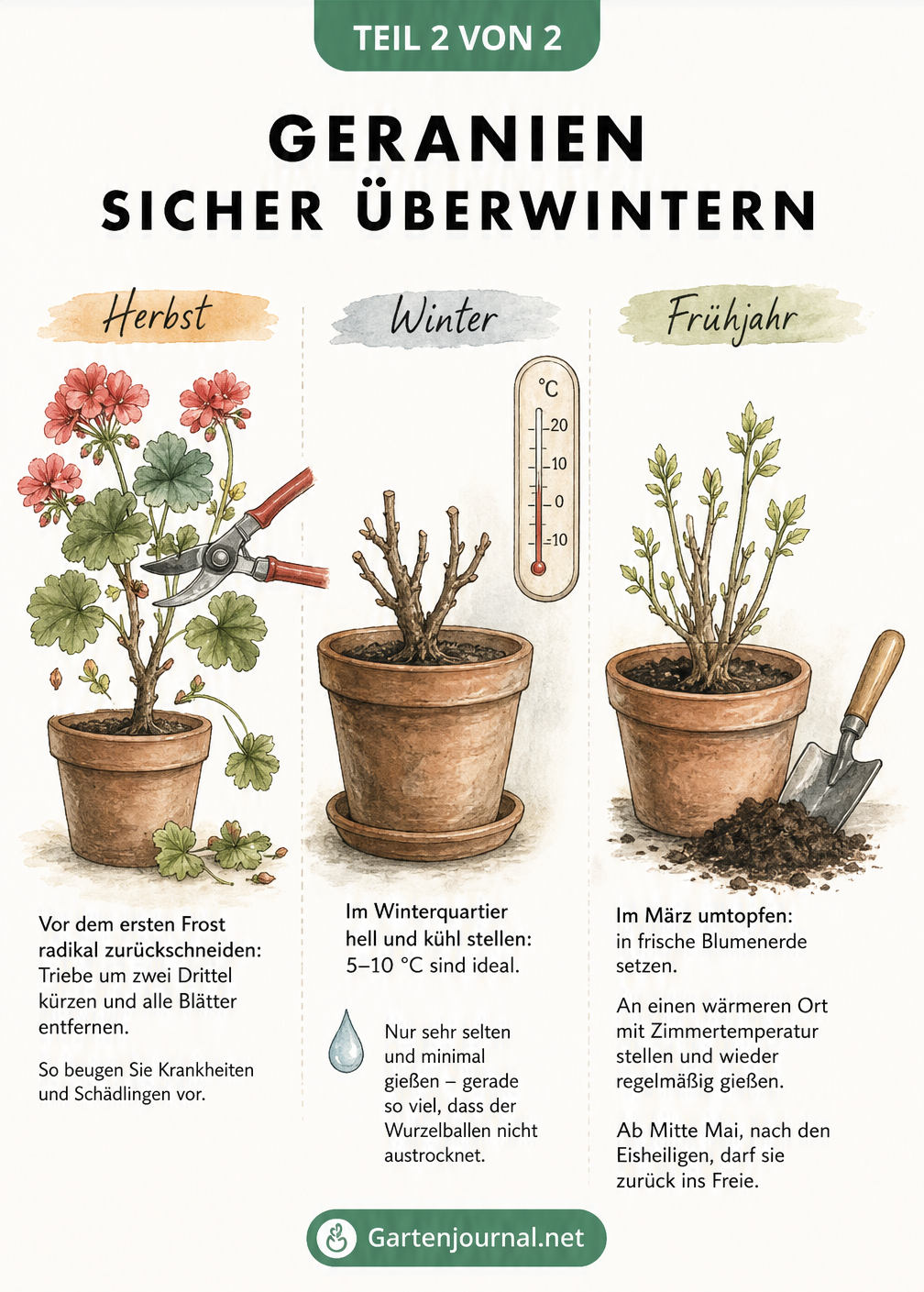 Drei Phasen der Geranien-Überwinterung: Rückschnitt im Herbst, Ruhephase im Winterquartier und Umtopfen im Frühjahr