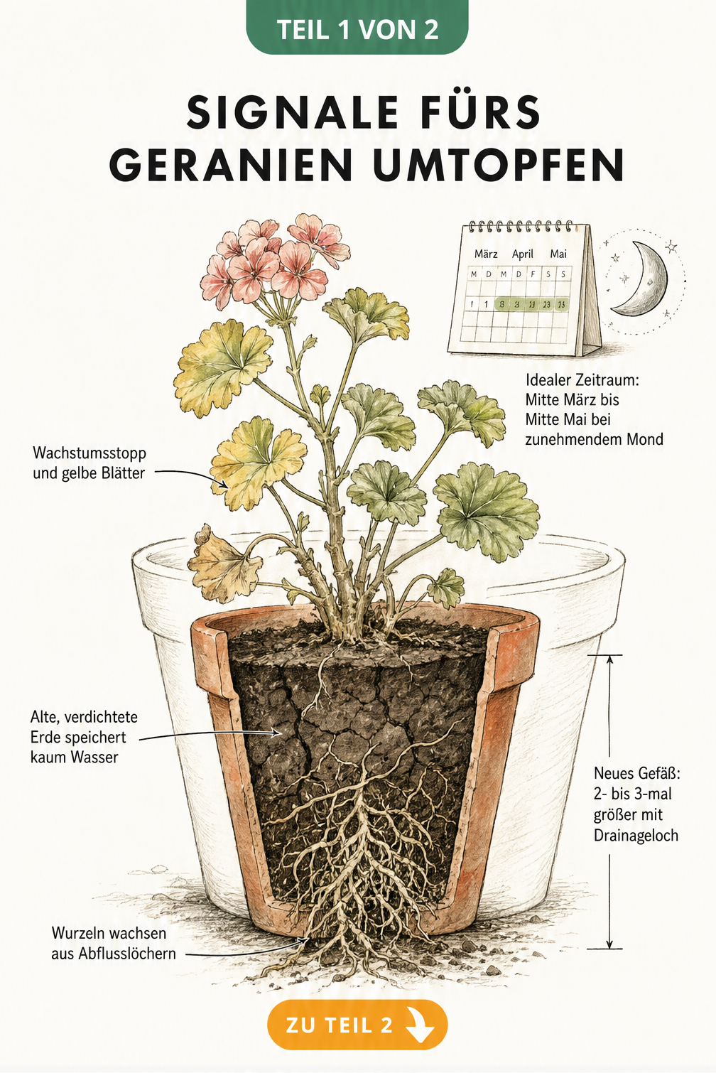 Botanische Illustration eines zu kleinen Terrakotta-Topfes mit einer Geranie, deren Wurzeln aus dem Abflussloch wachsen und gelbe Blätter zeigt.