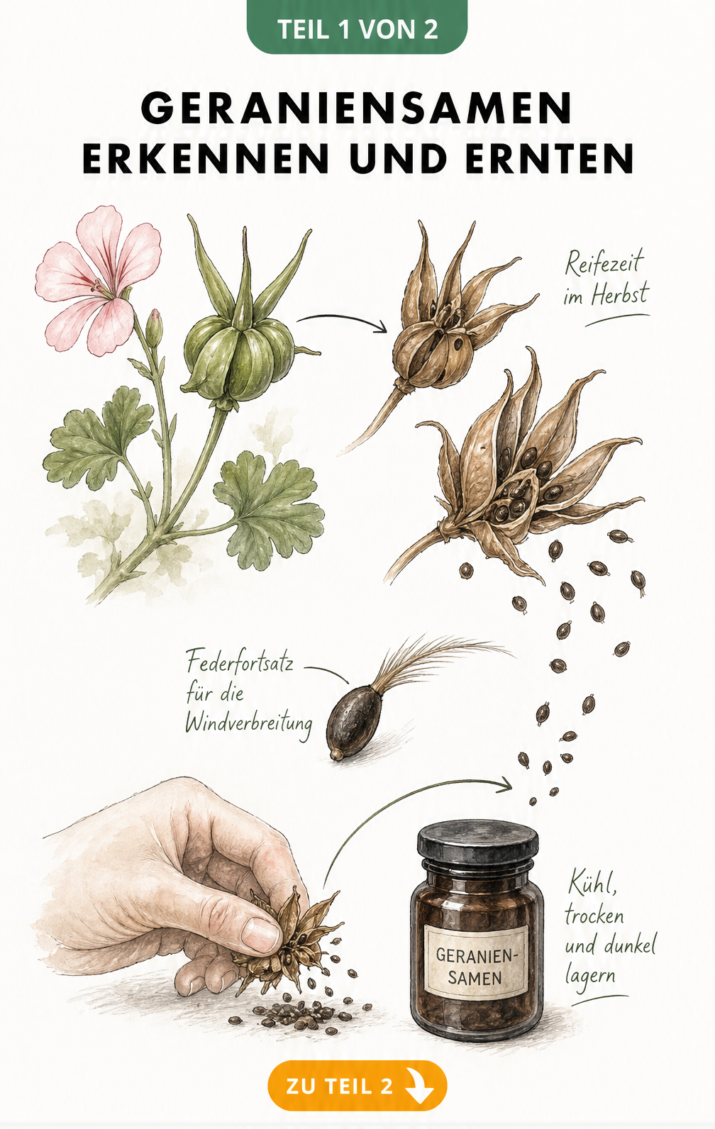 Botanische Illustration des Lebenszyklus von Geraniensamen, von der grünen Kapsel bis zum trockenen Samenstand mit Federfortsatz.