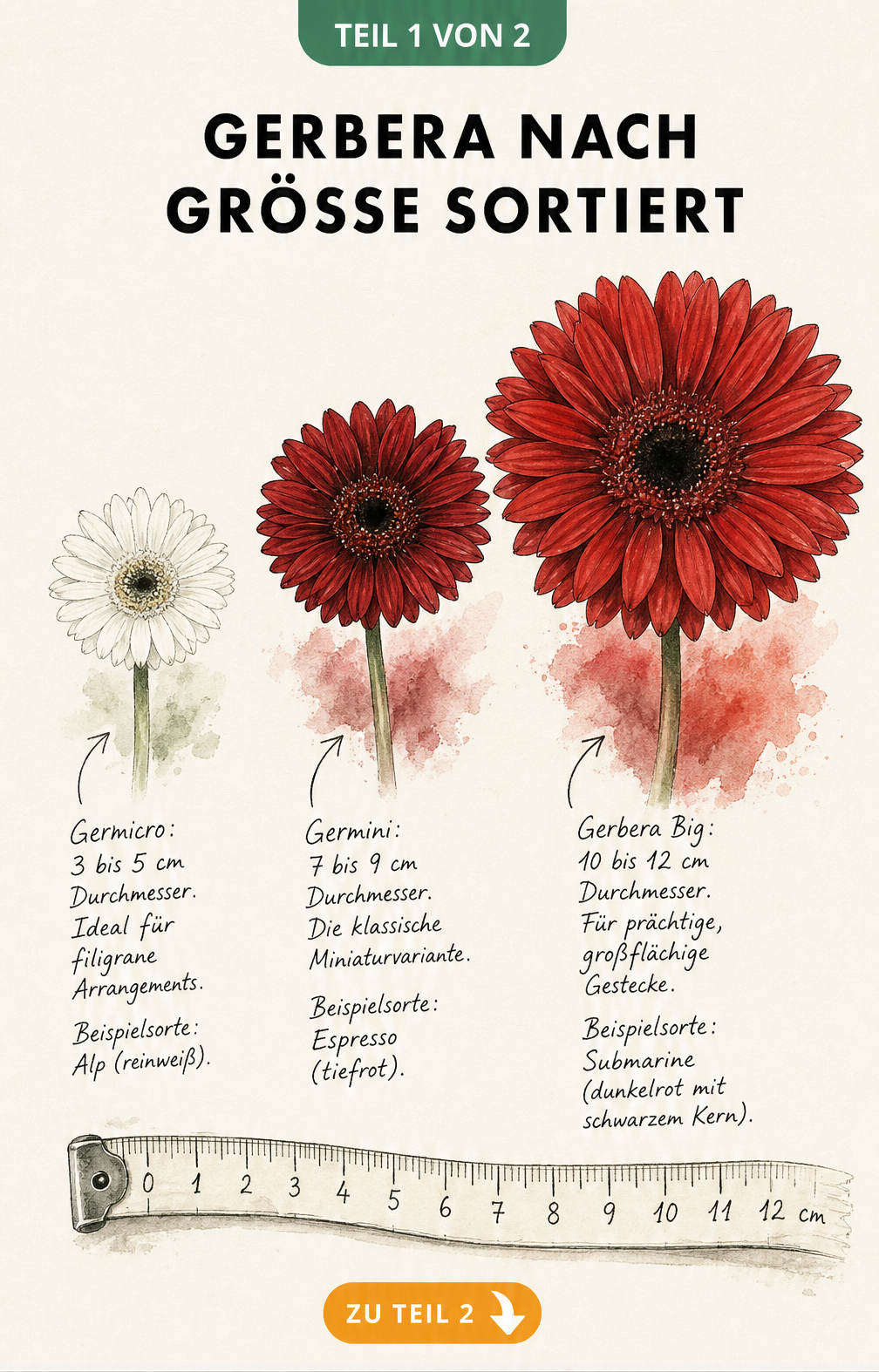Illustration von drei Gerbera-Blüten in verschiedenen Größen: Germicro, Germini und Gerbera Big mit Maßband