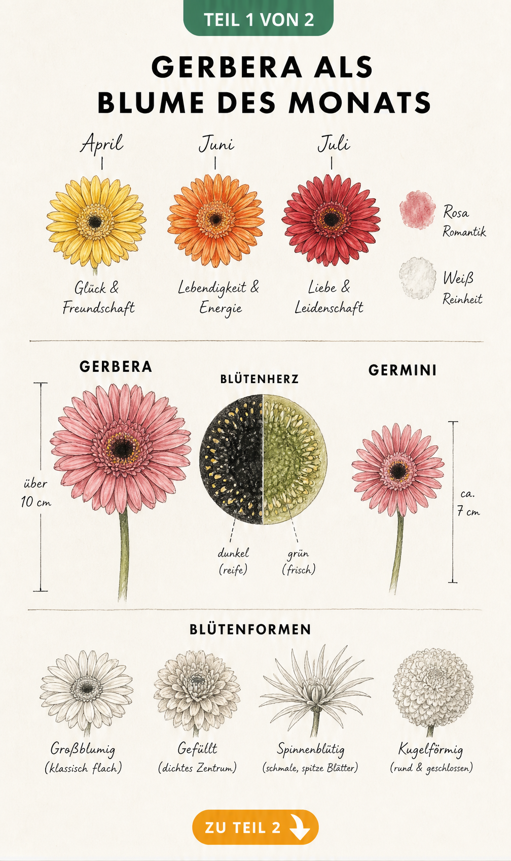 Botanische Illustration der Gerbera als Blume des Monats mit Zeitleiste, Größenvergleich zur Germini und vier Blütenformen