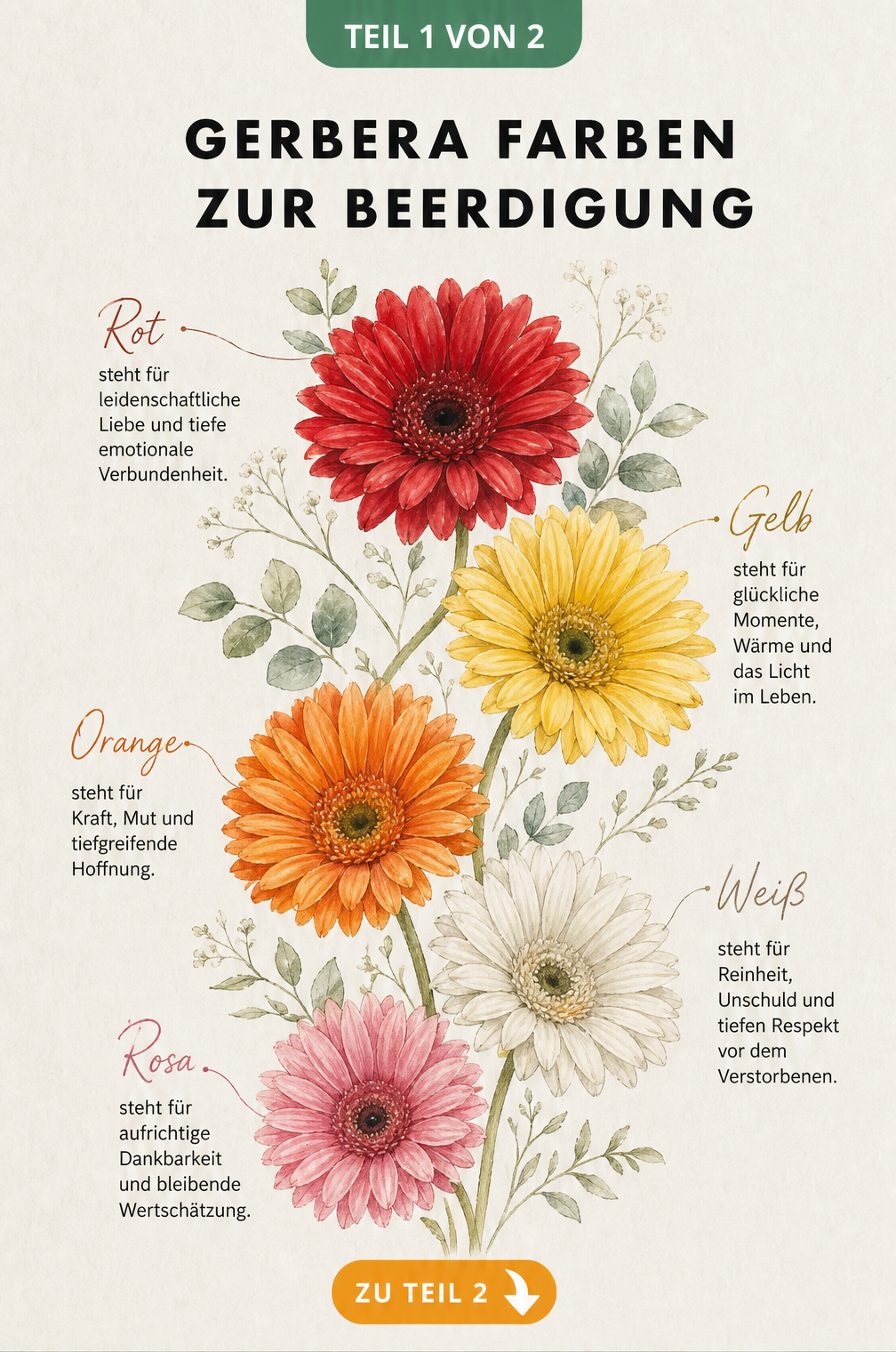 Aquarell-Zeichnung von fünf Gerbera-Blüten in verschiedenen Farben mit Erklärungen zu ihrer Bedeutung als Trauerblume