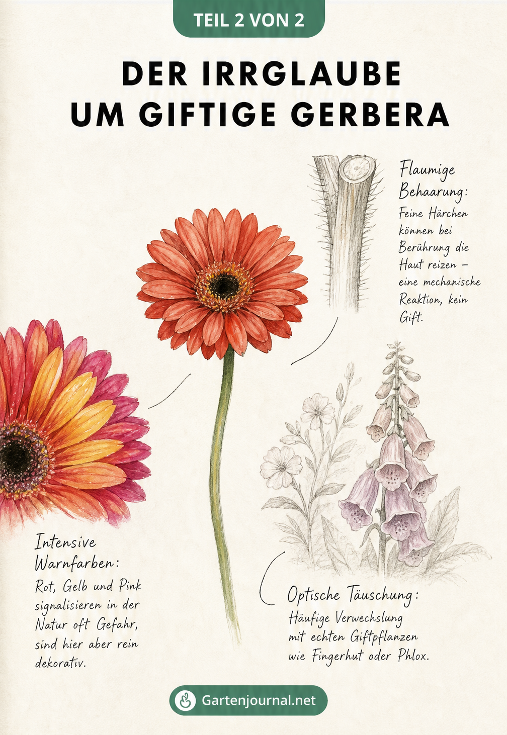 Notizbuch-Skizze einer Gerbera, die Ursachen für den Gift-Mythos wie flaumige Behaarung und Warnfarben erklärt