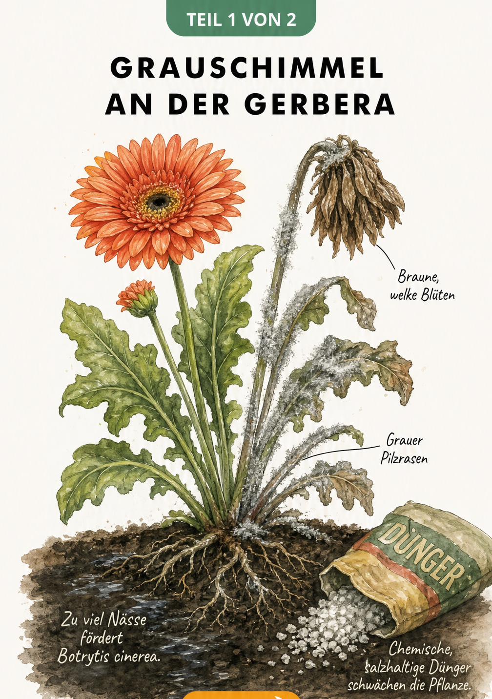 Illustration einer Gerbera mit Grauschimmel, braunen Blüten und grauem Pilzrasen sowie nasser Erde und chemischem Dünger