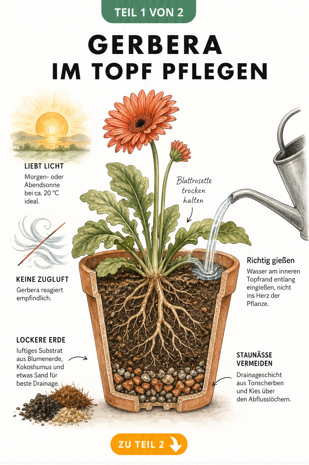 Querschnitt einer Gerbera im Topf mit Hinweisen zu Standort, Gießen und Substrat