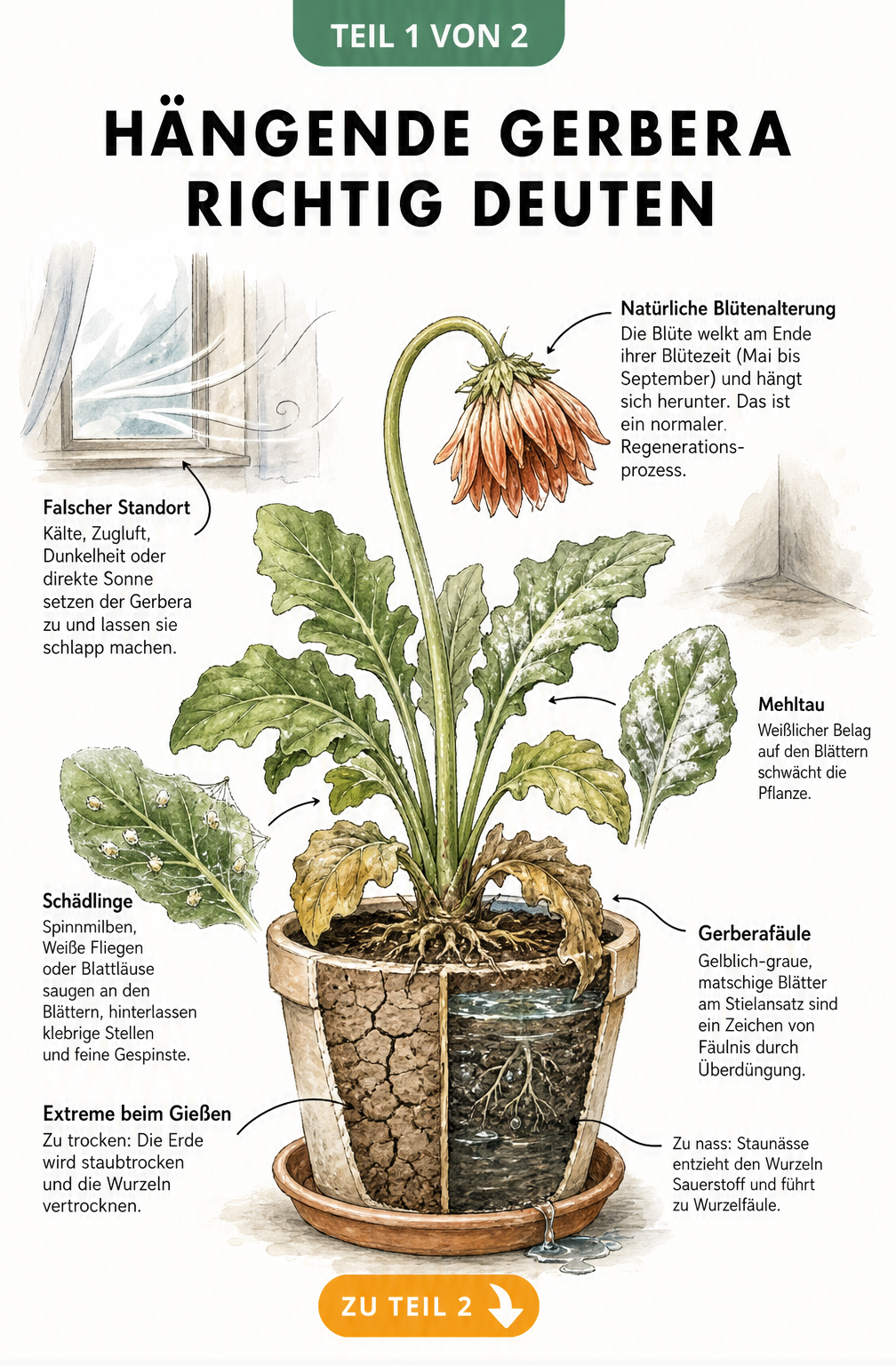 Illustration einer hängenden Gerbera mit Erklärungen zu Ursachen wie Trockenheit, Staunässe, Schädlingen und falschem Standort