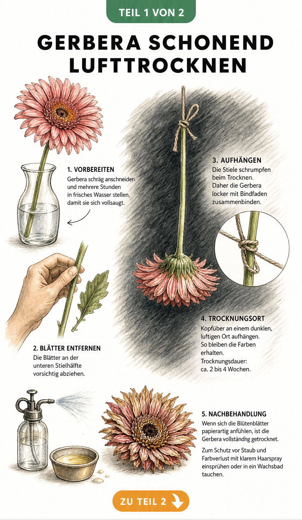 Illustration der Vorbereitung und Lufttrocknung einer Gerbera