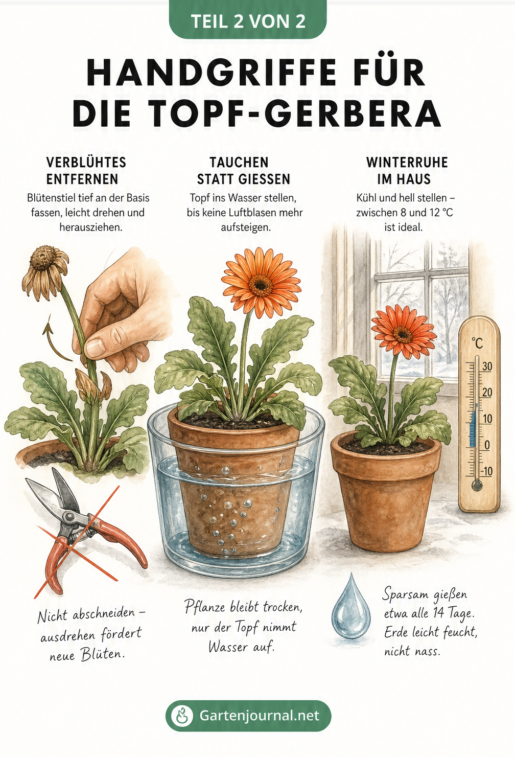 Illustration von drei Handgriffen zur Gerbera-Pflege: Blüten entfernen, Tauchmethode und Winterruhe