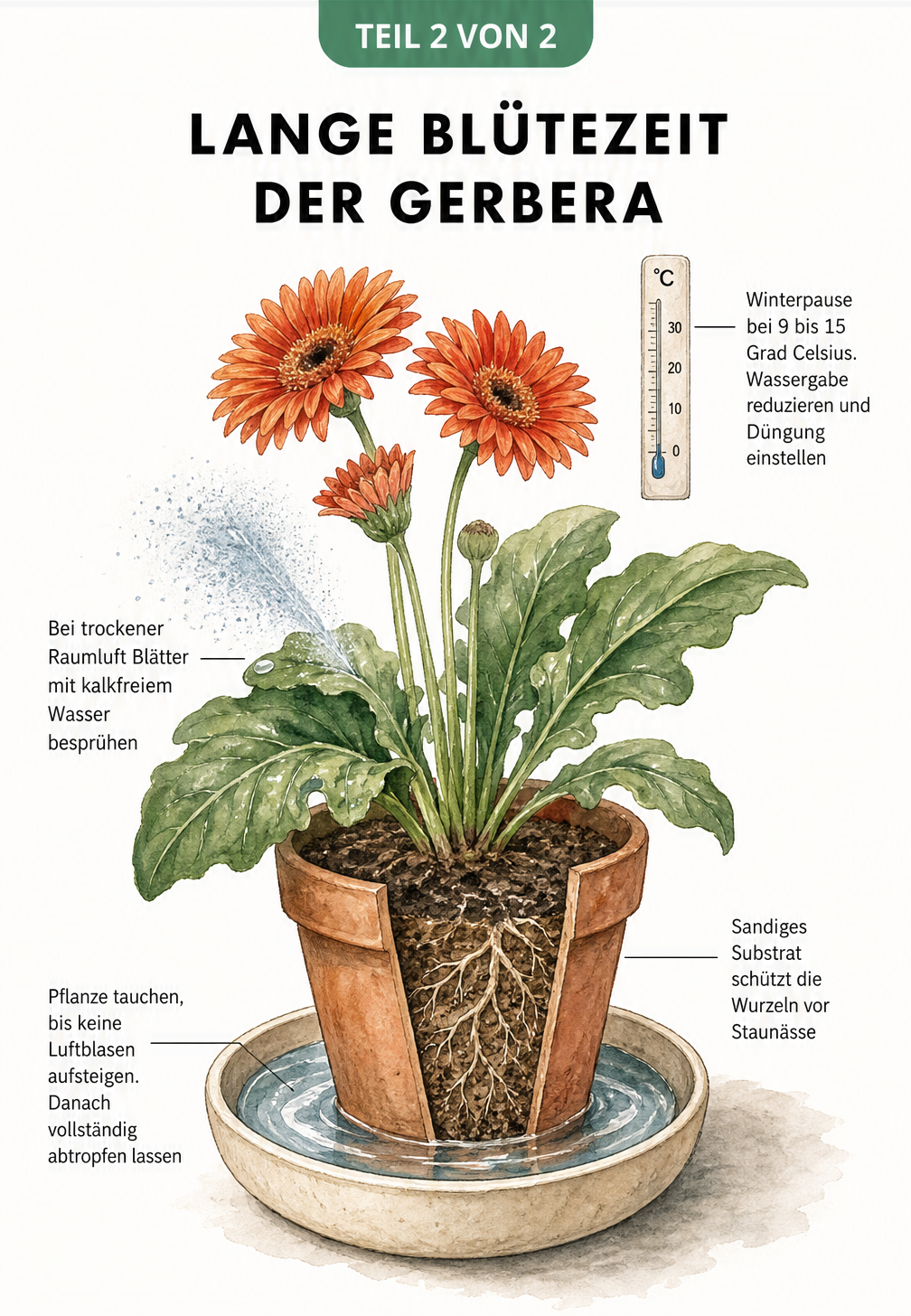 Illustration einer Gerbera im Topf, die Pflegetipps wie das Tauchen der Pflanze, das Besprühen der Blätter und die Winterruhe bei 9 bis 15 Grad zeigt.