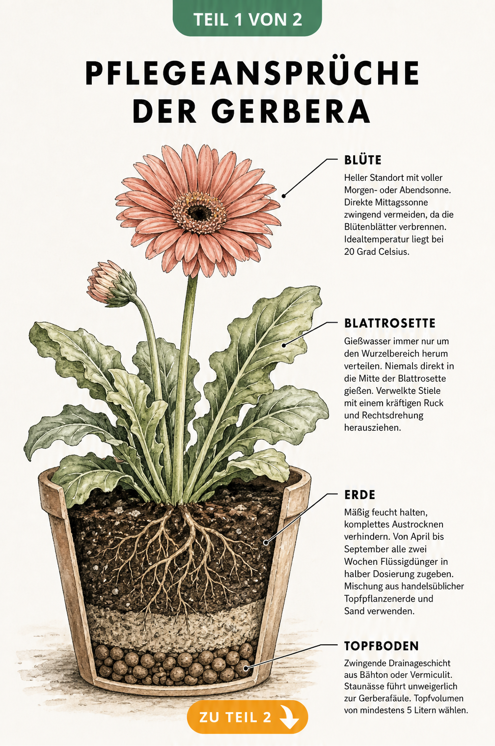 Botanische Illustration einer Gerbera im Querschnitt mit Hinweisen zu Standort, Gießen, Erde und Drainage