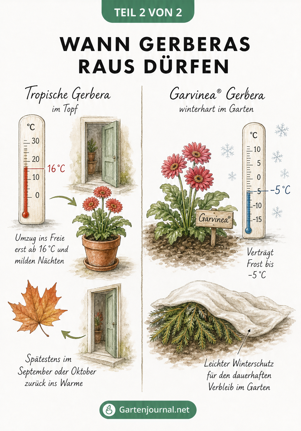 Zweigeteilte Illustration: Links Tropen-Gerbera ab 16 Grad im Freien, rechts winterharte Garvinea-Gerbera im Gartenbeet