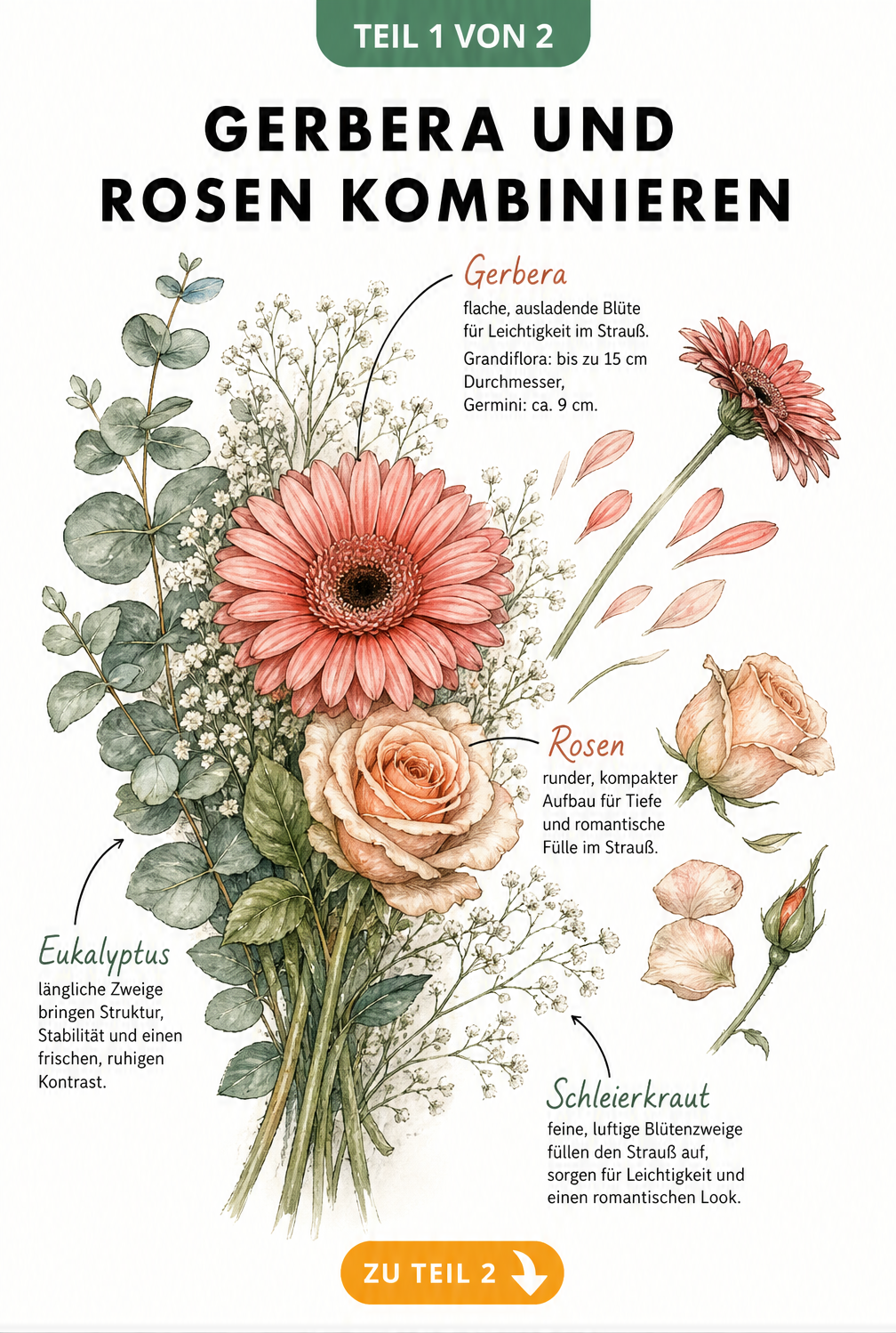 Botanische Illustration eines halben Blumenstraußes mit Gerbera und Rosen, die Größenunterschiede und Formen zeigt.