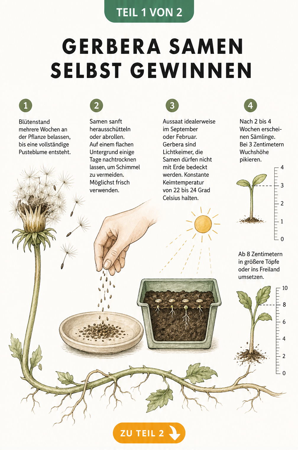 Illustration der Samengewinnung bei Gerbera von der verblühten Pflanze bis zum Sämling