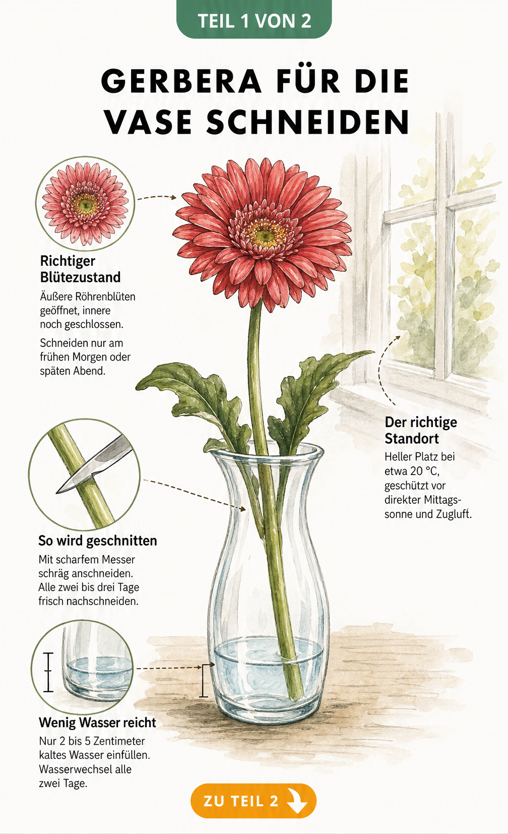Botanische Illustration einer Gerbera in einer Glasvase mit Hinweisen zum richtigen Schnitt und Wasserstand