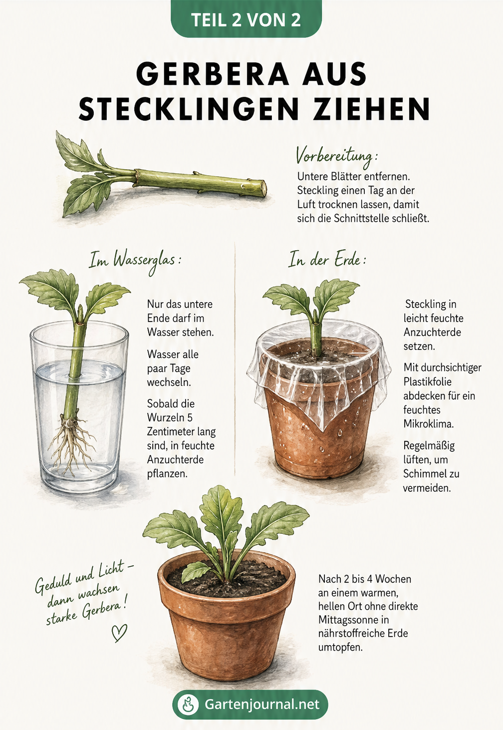 Illustration zur Stecklingsvermehrung von Gerbera im Wasserglas und in der Erde