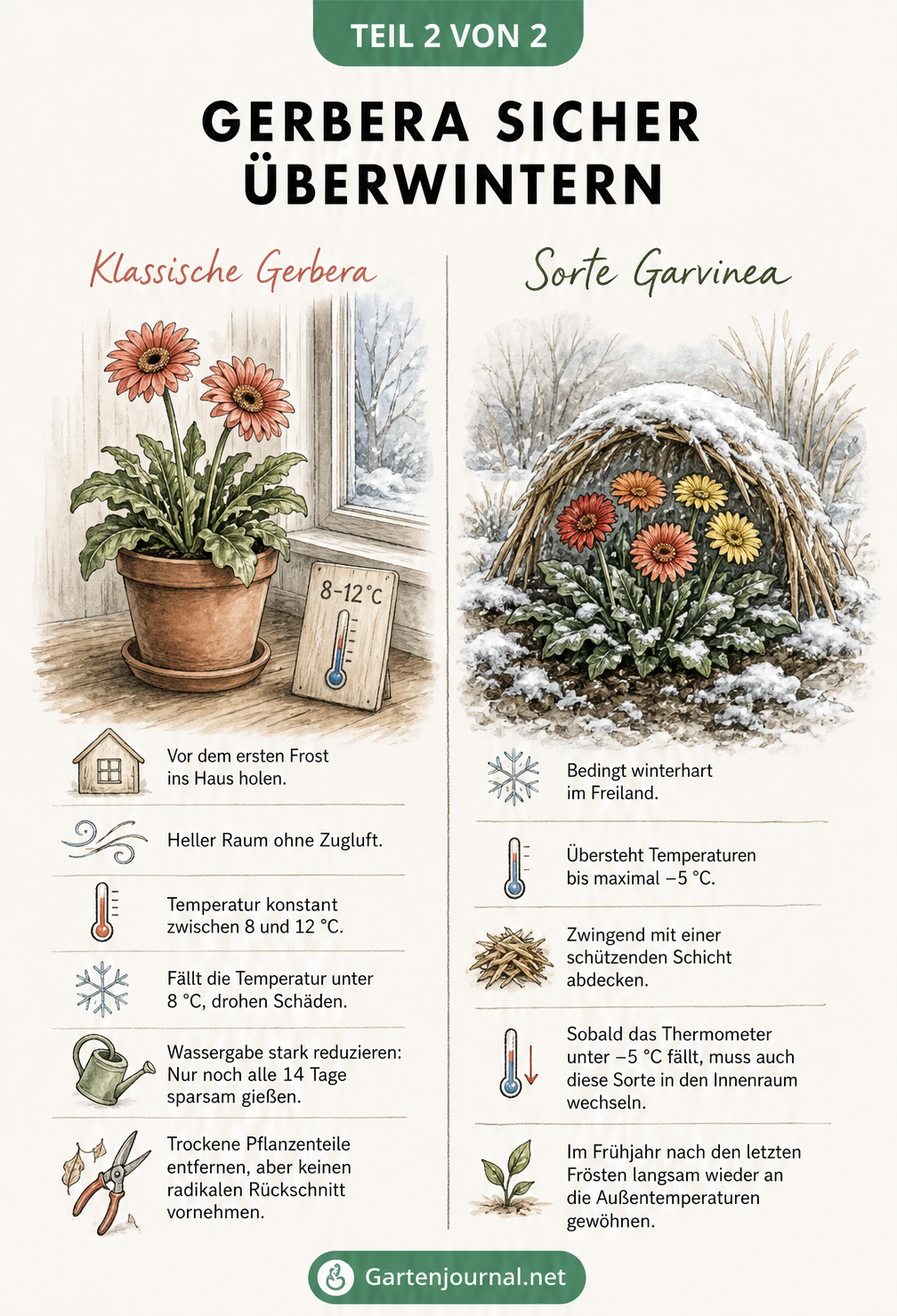Illustration zur Überwinterung von Gerbera im Topf im Haus und der Sorte Garvinea im Freiland