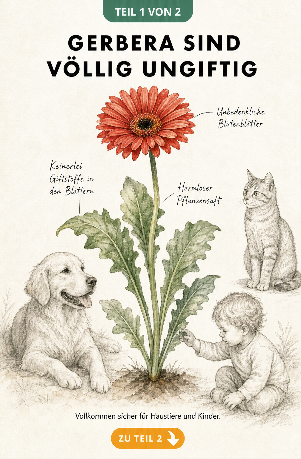 Botanische Illustration einer Gerbera mit Hund, Katze und Kleinkind, die zeigt, dass die Pflanze ungiftig ist