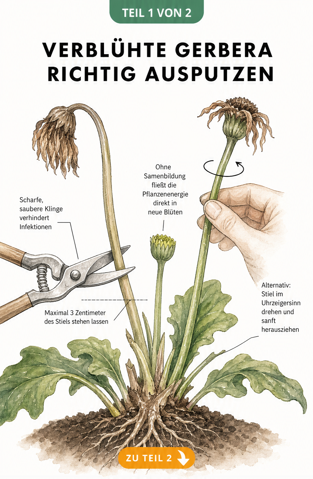 Illustration einer Gerbera-Pflanze im Querschnitt, die zeigt, wie verblühte Stängel mit einer Gartenschere knapp über dem Boden abgeschnitten oder...