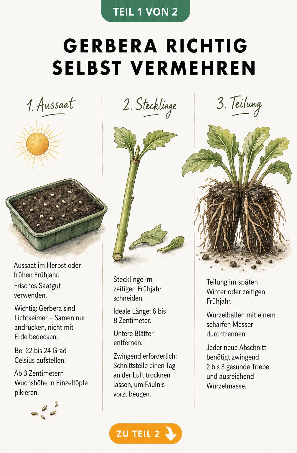Illustration von drei Methoden zur Vermehrung von Gerbera: Aussaat, Stecklinge und Teilung