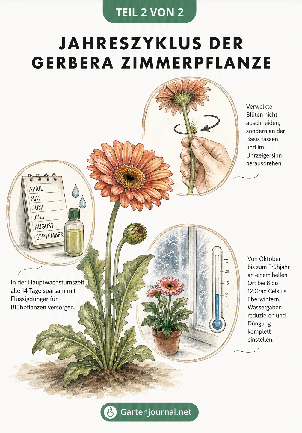 Illustration der Gerbera-Pflege im Jahreszyklus mit Tipps zu Blüten entfernen, Düngen und Überwintern