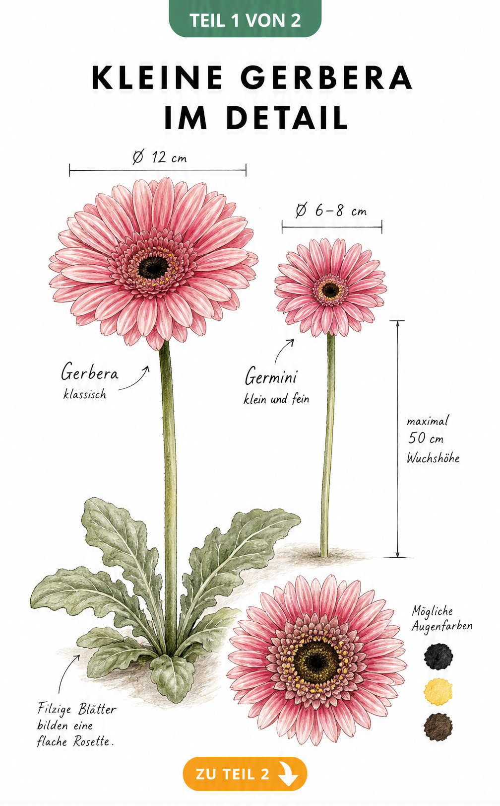 Botanische Illustration einer kleinen Germini im Größenvergleich zur klassischen Gerbera mit Detailansicht des Blütenauges