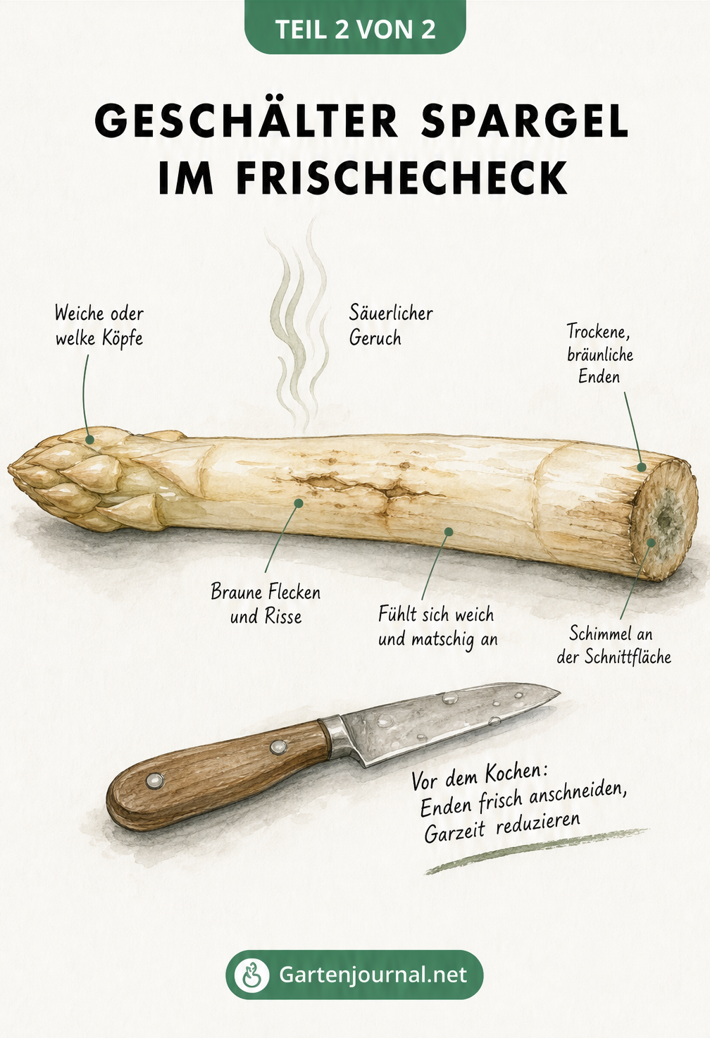 Botanische Illustration einer Spargelstange mit Markierungen für Verderb wie weiche Köpfe, braune Flecken, Risse, Schimmel und trockene Enden.