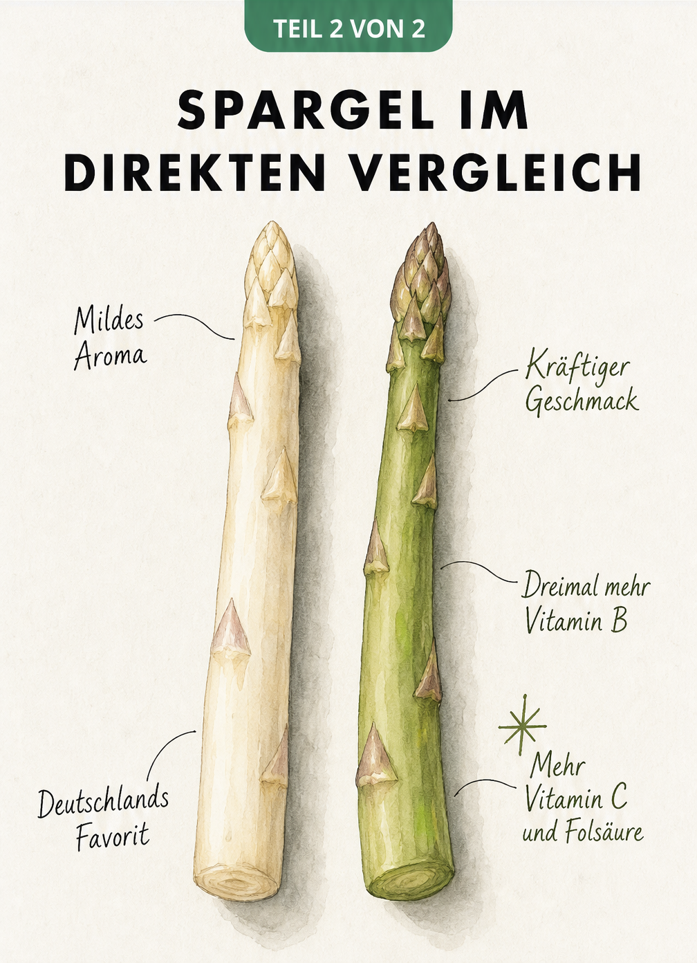 Vergleich von weissem und gruenem Spargel mit Hinweisen zu Geschmack und Vitaminen