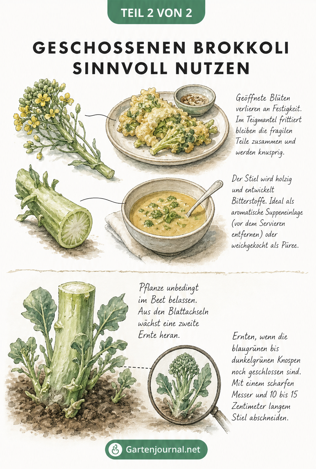 Illustration zur Verwertung von geschossenem Brokkoli in der Küche und der zweiten Ernte im Gartenbeet