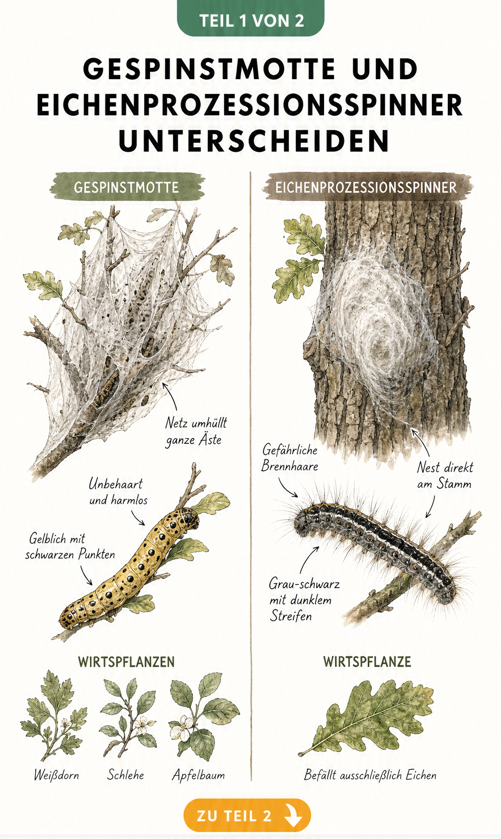 Gegenüberstellung von Gespinstmotte und Eichenprozessionsspinner mit Raupen, Gespinsten und Wirtspflanzen