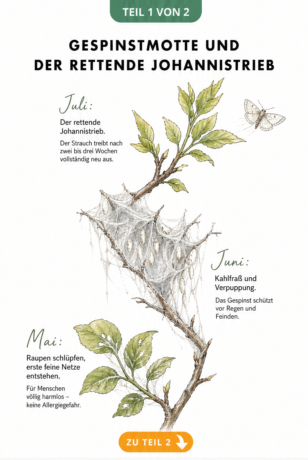 Illustration eines Pfaffenhütchen-Astes, der die Entwicklung der Gespinstmotte von Mai bis Juli zeigt, inklusive Kahlfraß und Johannistrieb.