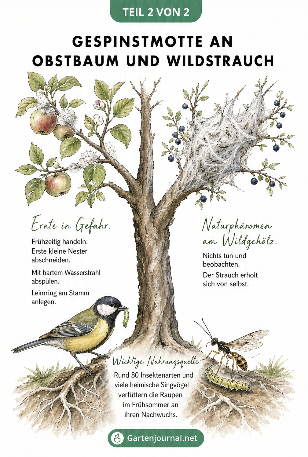 Zweigeteilte Illustration: Links ein Apfelbaum mit Gespinsten und Pflegetipps, rechts ein Wildstrauch, der sich selbst überlassen wird.
