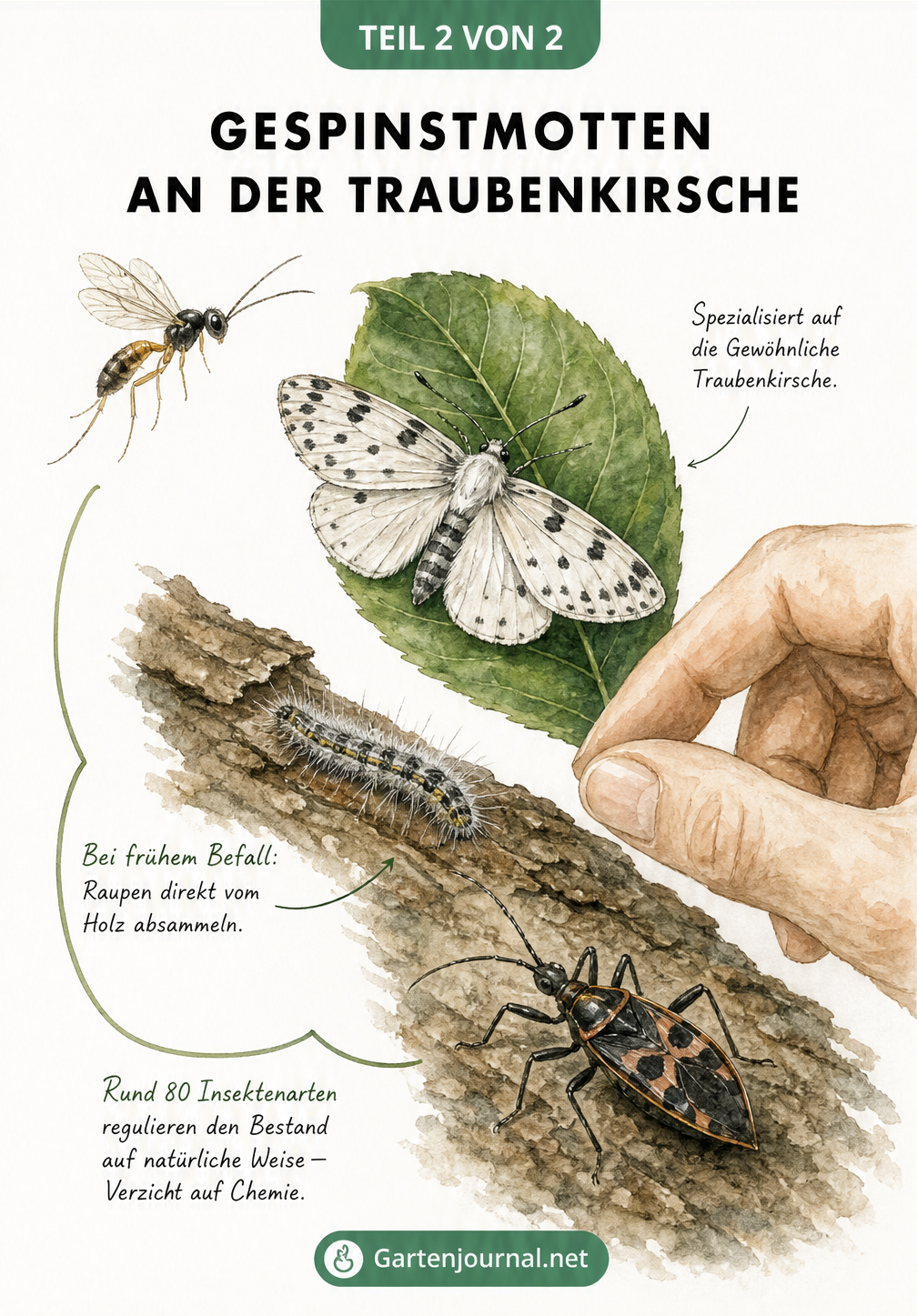 Aquarell-Zeichnung einer Gespinstmotte auf einem Blatt der Traubenkirsche, mit natürlichen Feinden wie Schlupfwespe und Raubwanze.